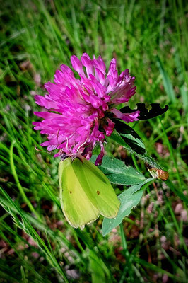 Rotklee mit Schmetterling