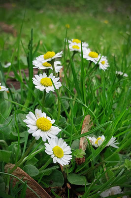 Gänseblümchen Frühling