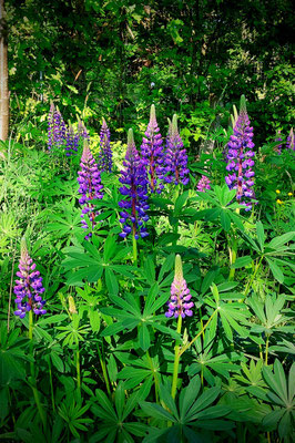 Lupinen 
