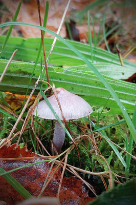 Amrum bei Sturmtief