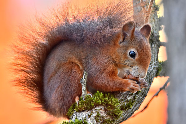 Foto - Eichhörnchen - rot - Nuß - fressen - auf dem Baum