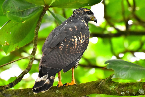 Pura Vida - Costa Rica - Fauna - Vogel - Wald - Baum