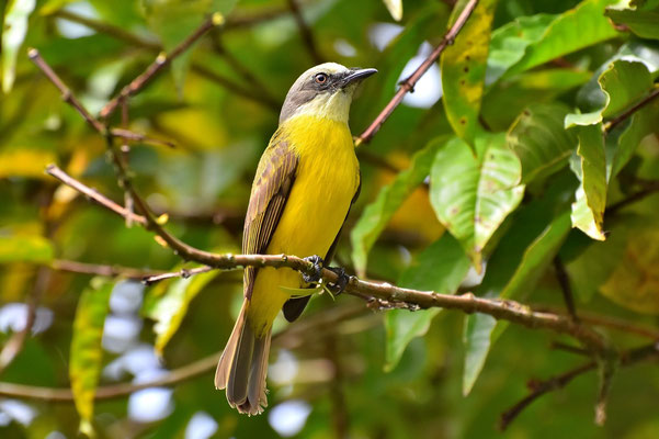 Pura Vida - Costa Rica - Fauna - Vogel - Baum - Ast