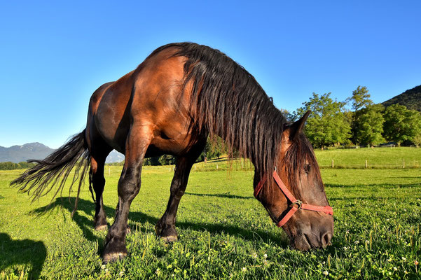 Noriker Pferde, Tierfotografie, Outdoor