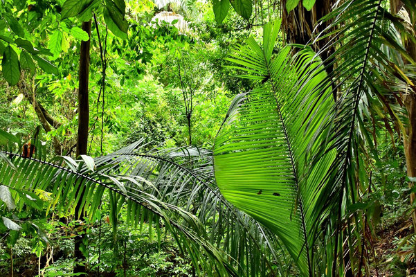 Pura Vida - Costa Rica - Manuel Antonio Nationalpark