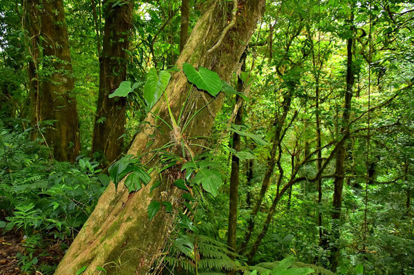 Pura Vida - Costa Rica - Pflanzen - Blumen - Bäume