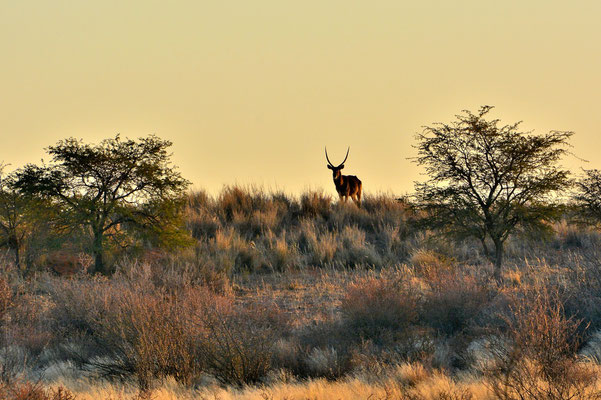 Namibia - Rundfahrt - Reise - Rundreise - Landschaft - Kalahari - Wasserbock