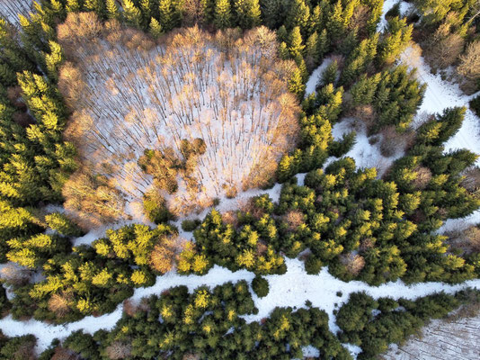 Vogelperspektive, Drohnenfoto, Drohnenbild, Luftaufnahme, Bäume, Wald von oben, Schnee, Winter, Hofoldinger Forst, Spauiergang