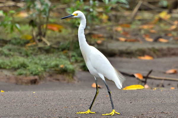 Pura Vida - Costa Rica - Fauna - Vogel