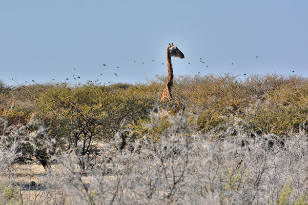 Namibia - Rundfahrt - Reise - Rundreise - Etosha National Park - Giraffe
