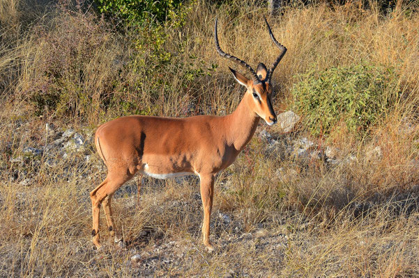 Namibia - Rundfahrt - Reise - Rundreise - Etosha National Park - Impala
