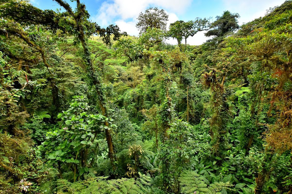 Pura Vida - Costa Rica - Monteverde - Wald