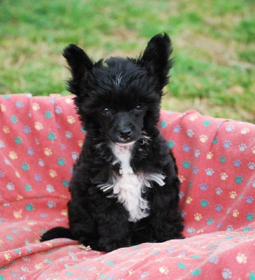 quel petit chien choisir