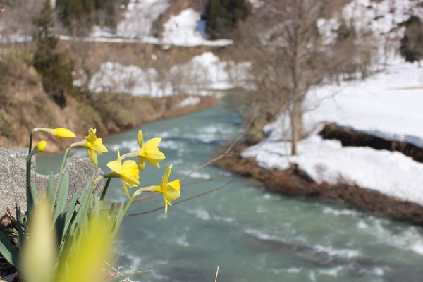 ４月　水仙と雪解けの白川（上原） narcissus and melting Shirakawa