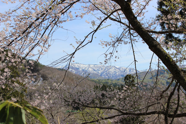 ４月　経塚の桜から見える栂峰（菅沼）Mt.Tsugamine seen from Sakura of Keitsuka 