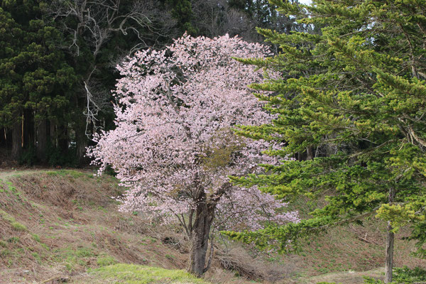 ４月　上岩倉の桜（上岩倉）sakura at kamiiwakura