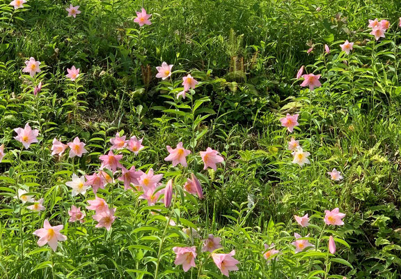 ６月　ひめさゆり（宇津沢）A lily named Himesayuri