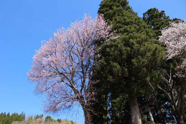 ４月　羽黒神社の桜（小屋）sakura at haguro shrine in Koya