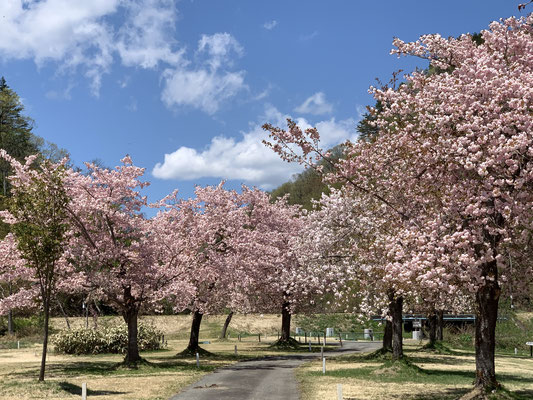 ４月　白川湖岸公園の桜並木（須郷）row of cherry blossom  trees in Shirakawa Lakeside Park