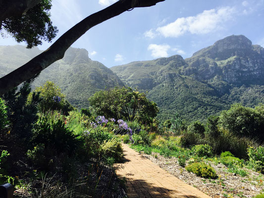 Eine Oase Namens Kirstenbosch Barli Goes South Africa