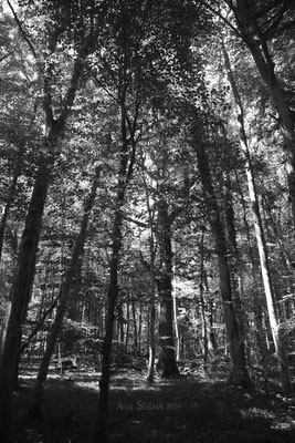 Forêt profonde NB