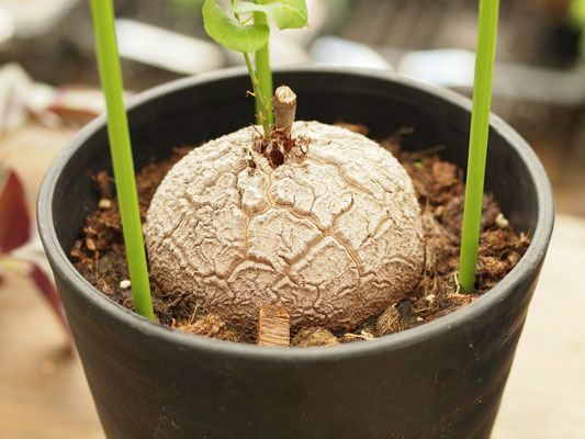 亀甲竜 ディオスコレア - 鉢物・観葉植物・花・樹木などの卸売は 亀甲竜 ディオスコレア - 鉢物・観葉植物・花・樹木などの卸売は