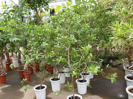 農場からストロベリーグアバが入荷しました - 鉢物・観葉植物