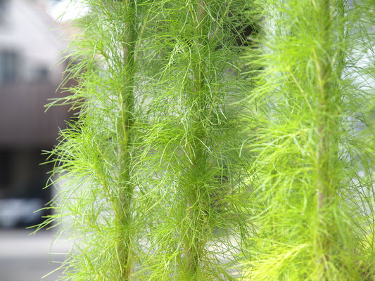 ユーパトリウム グリーンフェザー - 鉢物・観葉植物・花・樹木 ユーパトリウム グリーンフェザー - 鉢物・観葉植物・花・樹木