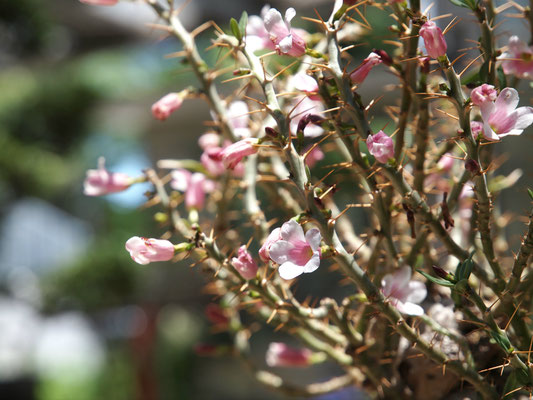 パキポディウム、大株4種類! - 鉢物・観葉植物・花・樹木などの パキポディウム、大株4種類! - 鉢物・観葉植物・花・樹木などの