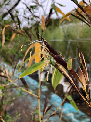 フェイジョアのお花が咲きました~ - 鉢物・観葉植物・花・樹木 フェイジョアのお花が咲きました~ - 鉢物・観葉植物・花・樹木
