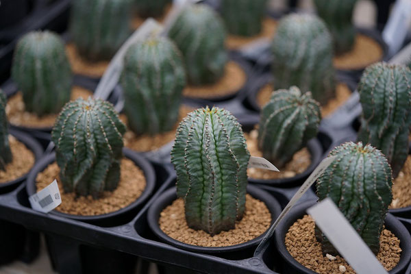トゲなしホリダ 白衣ホリダ ホリダモンスト 鉢物 観葉植物 花 樹木などの卸売は村田永楽園へ トゲなしホリダ 白衣ホリダ ホリダモンスト 鉢物 観葉植物 花 樹木などの卸売は村田永楽園へ