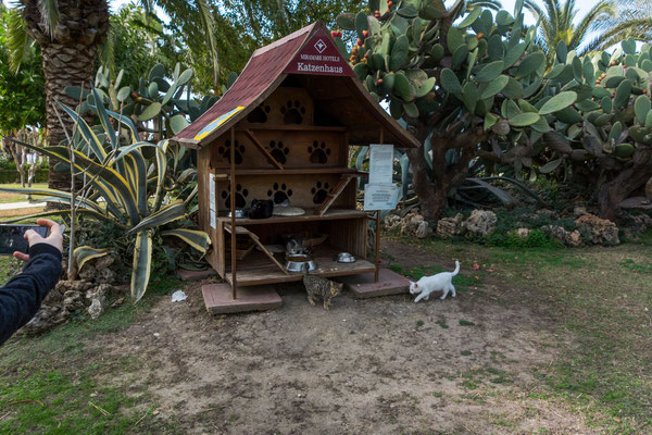 einige Hotels versorgen die Katzen täglich mit Futter und frischem Wasser