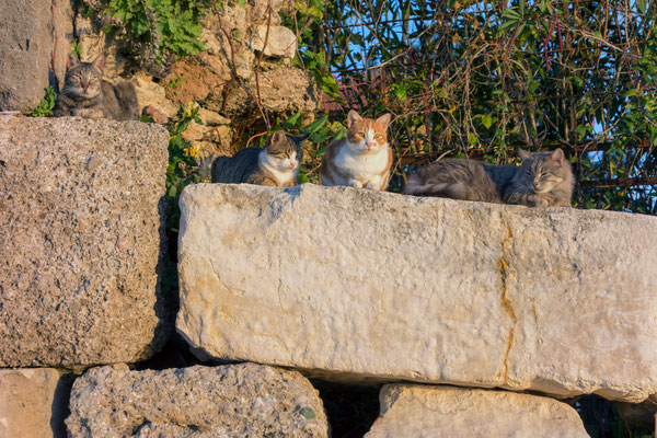 Katzen sind sind überall zu sehen