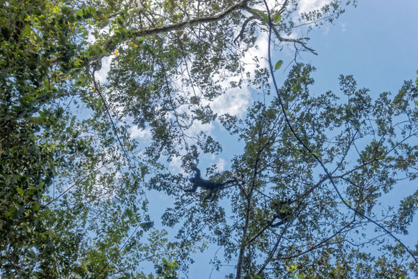 Brüllaffen in freier Wildbahn, Belize