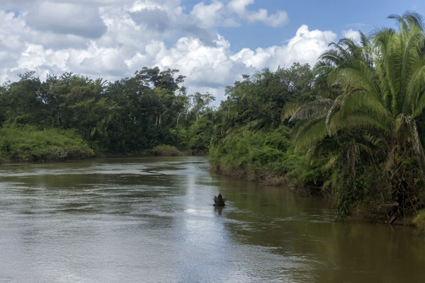 Tropischer Wald, Belize