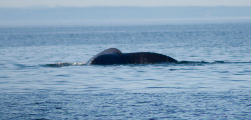 Ça c'est notre première baleine, un rorqual à bosse