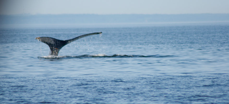 Baleine #2, un autre rorqual à bosse