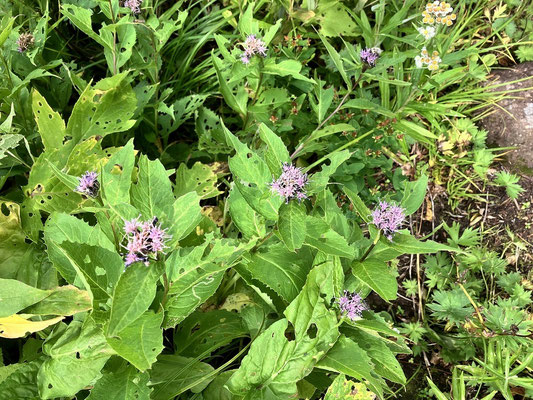 ナガバキタアザミ　ダイセツヒゴダイと呼ぶ人もいる