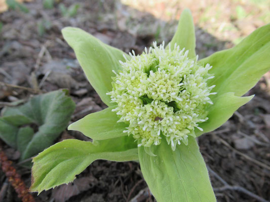 乾燥気味の土手の斜面にはおなじみの蕗の薹（フキノトウ）