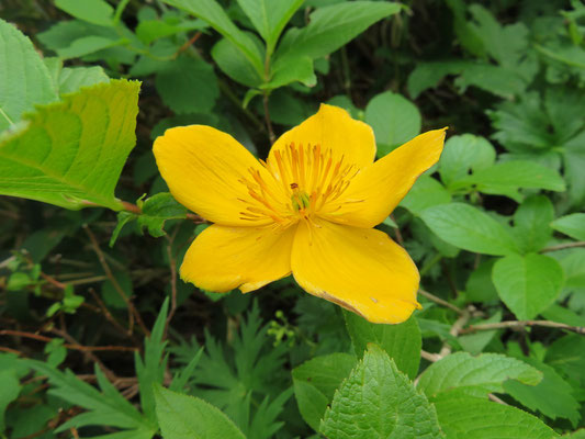 アップにしてみました。急な登山道ですが、お花に励まされ元気が出ます。