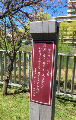 万葉集にある和歌。ちょっと調べてみましたら、作者は 大伴池主(おおとものいけぬし)で「桜の花が今盛りですよ、と人は言うけれど、私はさみしく思います｡あなた様がいらっしゃらないので」という意味でした。