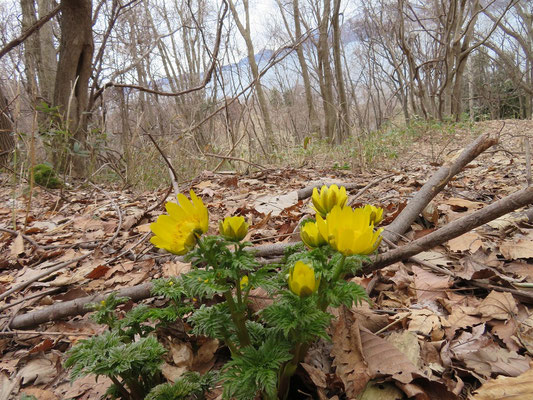 木立の向こうは洞爺湖