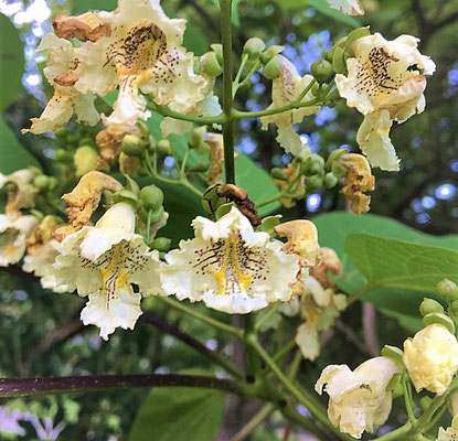 ひとつひとつの花の大きさは、２～３cm位です。