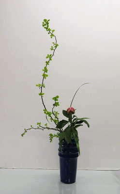 2025/5/21　＜ツルウメモドキ　芍薬（シャクヤク）　著莪（シャガ）＞