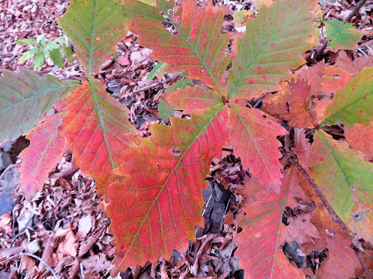 ミズナラの紅葉がグラデーションになっていて美しい。思わずカメラを構えていました。