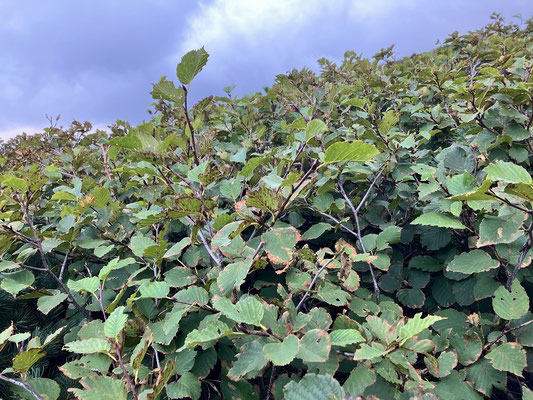 北海道の屋根に生きるミヤマハンノキ