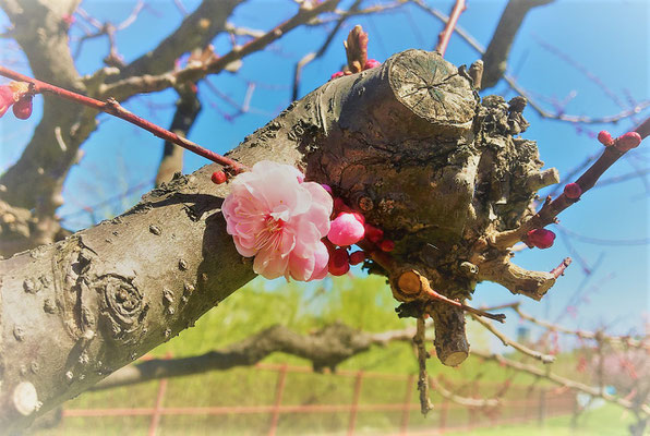 ほとんどはまだ蕾で、ようやく開花し始めた花を写しました。桜より梅の方が遅く咲くことが多いのが北海道の梅です。