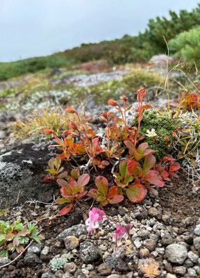 コマクサの残り花と紅葉したエゾツツジ