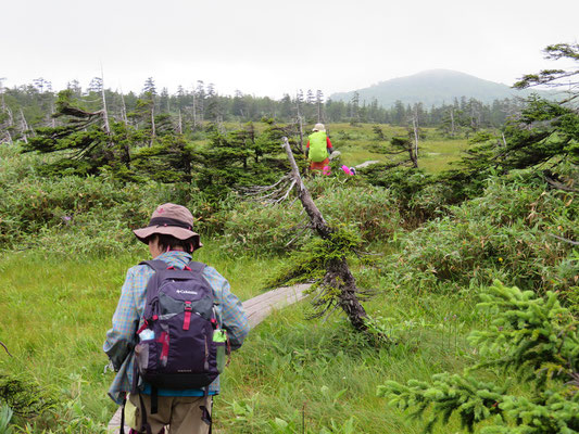 アカエゾマツが点在する二ノ沼近くの木道を辿る。この辺りは標高1200ｍ～1300ｍ、自然の厳しさゆえに大きく成長できない。