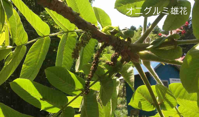 雄花の上の葉の隙間に赤い雌花が見えます。